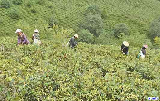 临沧云县新华村茶叶-临沧云县新华村茶叶场