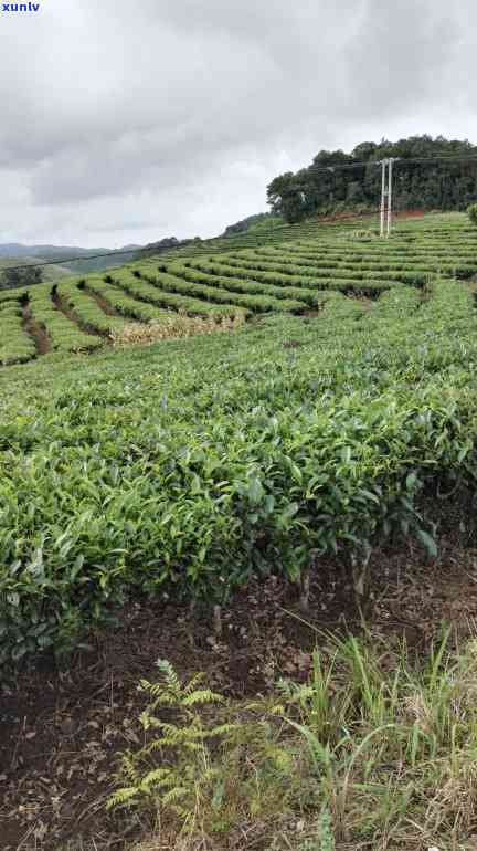 一盒茶叶多少钱，询问茶叶价格：一盒茶叶需要多少费用？