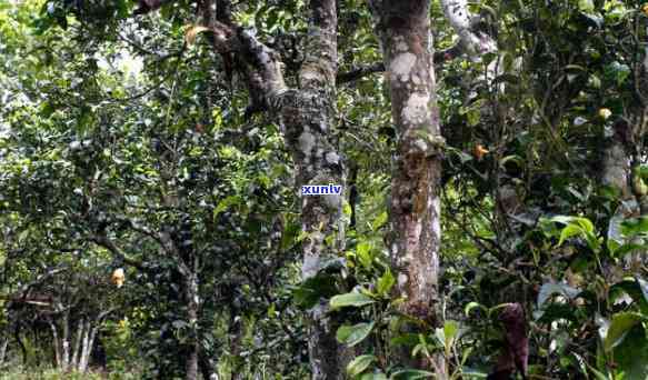 布朗山是那里的茶叶-布朗山是那里的茶叶吗