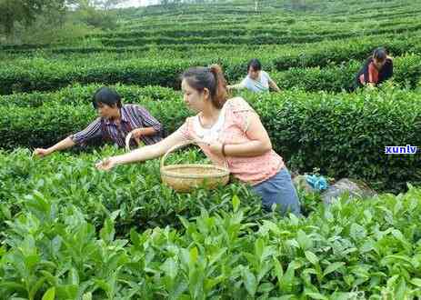 安徽潜山有名的茶叶-安徽潜山有名的茶叶企业