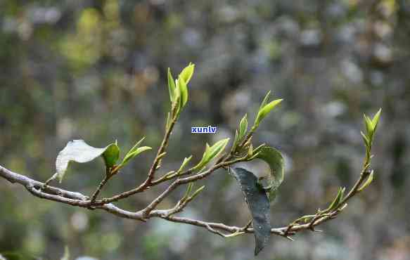 跟花骨朵差不多的茶叶，初春新品：与花骨朵相似的清新茶叶，让你仿佛置身花海之中