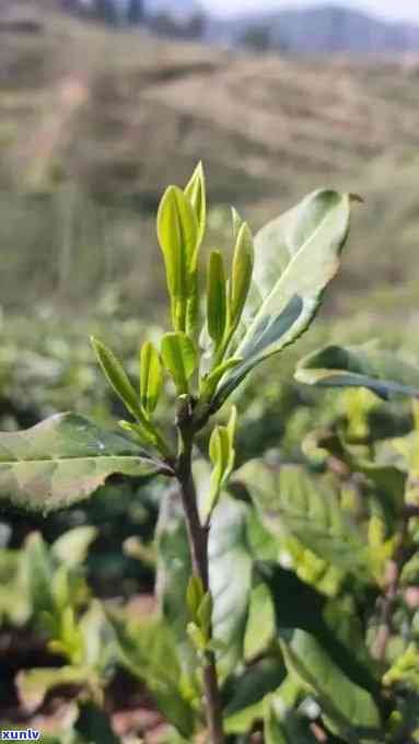 跟花骨朵差不多的茶叶，初春新品：与花骨朵相似的清新茶叶，让你仿佛置身花海之中