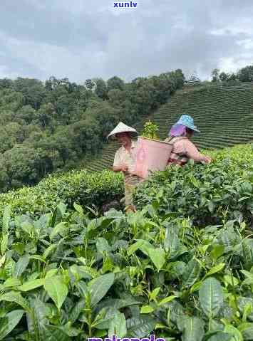 景市大渡岗乡茶叶加工厂，探访云南普洱茶核心产区：景市大渡岗乡茶叶加工厂