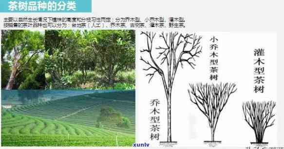 茶树种类及代表茶叶品种，探索茶树世界：了解不同种类的茶树及其代表性茶叶品种