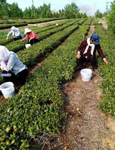 适合农民工喝的茶叶-适合农民工喝的茶叶有哪些