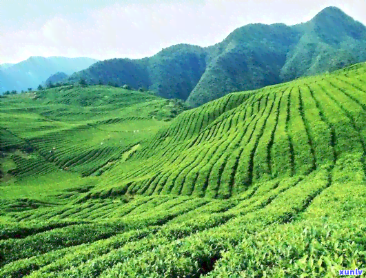 贵州梵净山茶叶简介，探秘梵净山：贵州独特的茶叶文化与自然风光