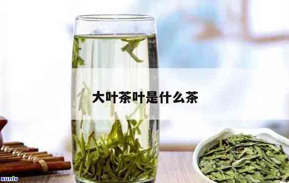 有种泡开很大的茶叶-有种泡开很大的茶叶叫什么