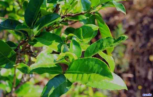 大树茶一般是几年，揭秘大树茶生长周期：一般需要多少年？