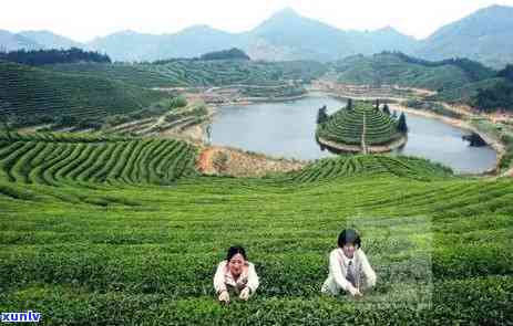 像针尖的茶叶叫什么名字，寻找珍稀茶叶：你知道像针尖一样大小的茶叶叫什么吗？