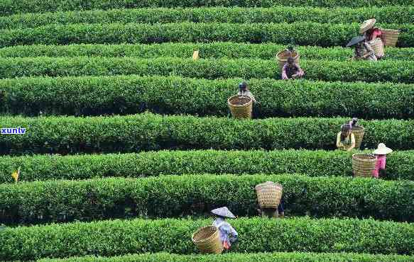 贵州最有名的茶叶，探秘贵州：更具代表性的茶叶品种