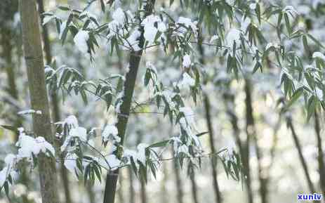 翡翠手镯飘雪花棉，美丽如雪的翡翠手镯：飘雪花棉的魅力解析