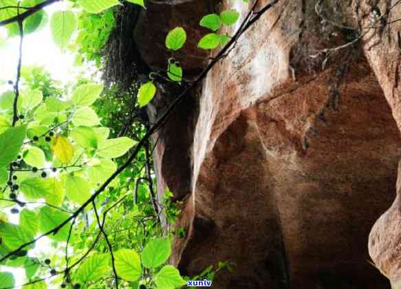 青山绿水有几种茶叶品种，探索青山绿水：揭秘多种茶叶品种