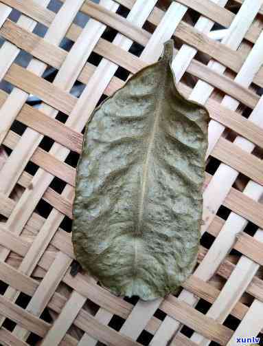 常在河边叶子像茶叶的树，河边常现奇特树叶，形状酷似茶叶，引人遐想