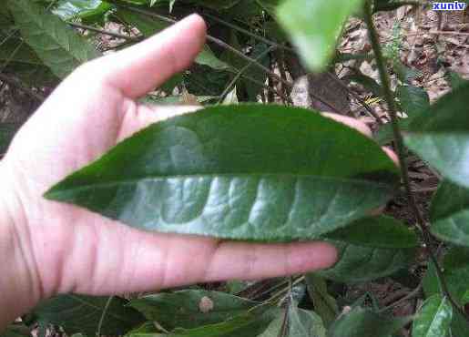 常在河边叶子像茶叶的树，河边常现奇特树叶，形状酷似茶叶，引人遐想