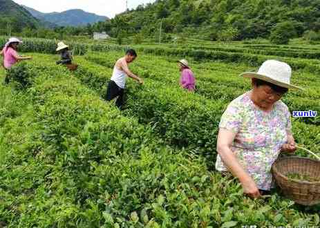 生普洱茶的醇化过程：几年后的味道如何？