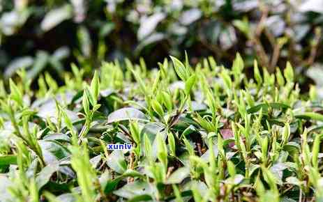 入口苦回甜的茶叶-入口苦回味甜的茶