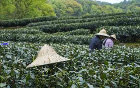 江南茶区产哪些茶叶-江南茶区产哪些茶叶品种