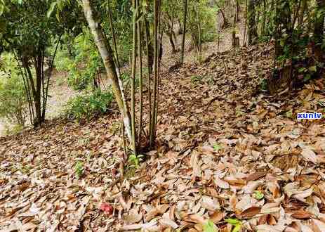 一斤湿茶出多少茶叶-一斤湿茶出多少茶叶正常