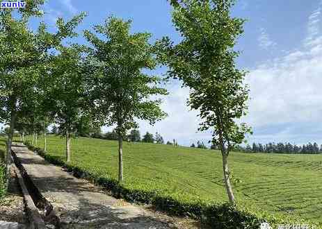 中国哪里最适合种植茶叶？寻找茶叶产区