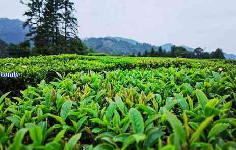 中国哪里最适合种植茶叶？寻找茶叶产区