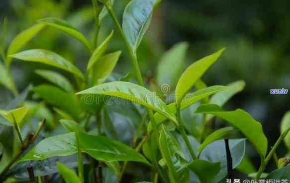 自己种茶叶可以吗，在家种植茶叶，享受自给自足的乐趣