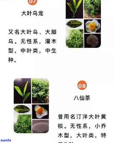 普洱老班章茶的价格，揭秘普洱老班章茶的价格：茶叶市场的秘密