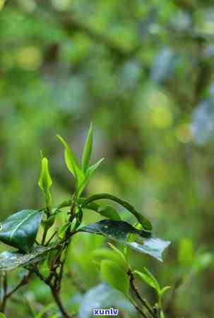 茶叶四个等级的别称有哪些，探秘茶叶世界：四种等级的别称解析