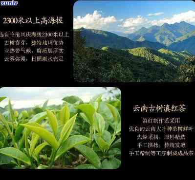 丽江云茶叶批发城-丽江云茶叶批发城茶叶是真的吗?