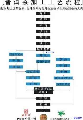 茶叶采摘后加工流程图详解：从采摘到制成成品全过程