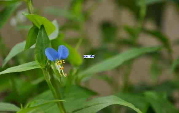 翡翠飘蓝花是什么颜色，探索翡翠之美的奥秘：揭秘翡翠飘蓝花的颜色特征