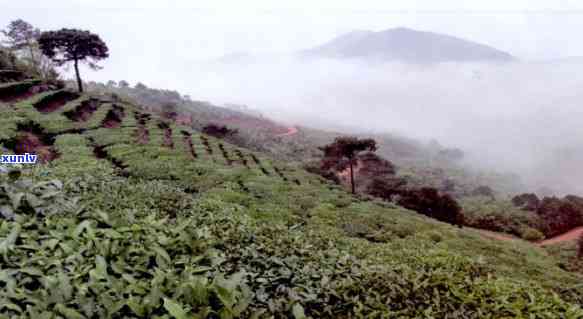 广西南山白毛茶茶叶 *** 及地址信息，圣种生态茶博园图片