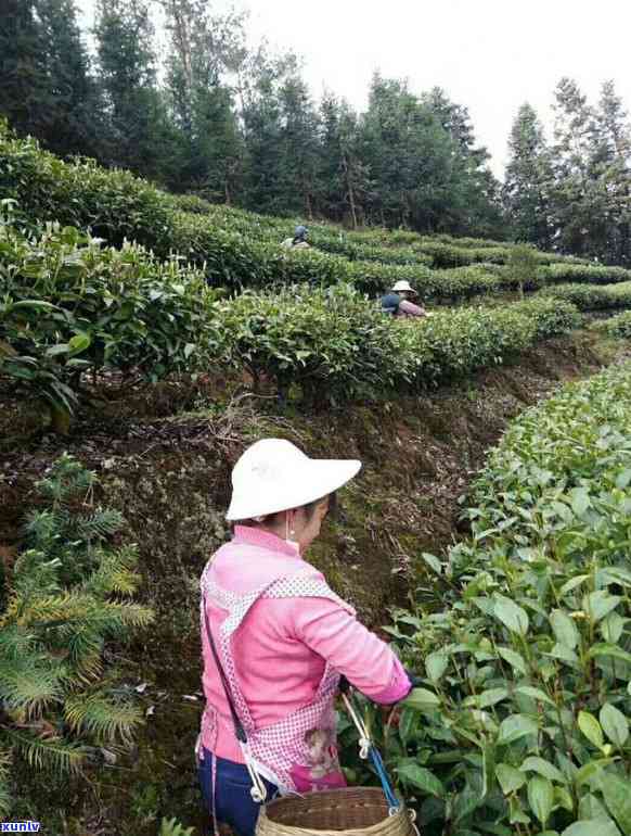 广西南山白毛茶茶叶-广西南山白毛茶茶叶