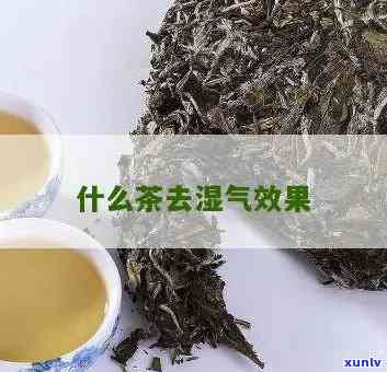 有去湿气的茶叶吗？了解其效果与好处！