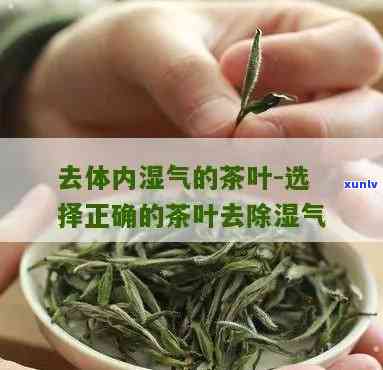 有去湿气的茶叶吗？了解其效果与好处！