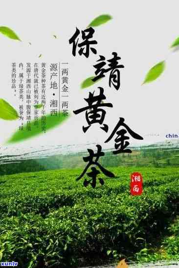 被称为金镶玉的茶叶-被称为金镶玉的茶叶是什么茶