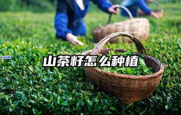 山东适合种茶叶吗？探究其自然优势与适宜节