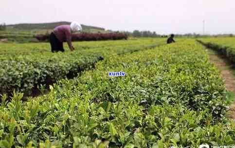 山东适不适合种茶叶-山东适不适合种茶叶树