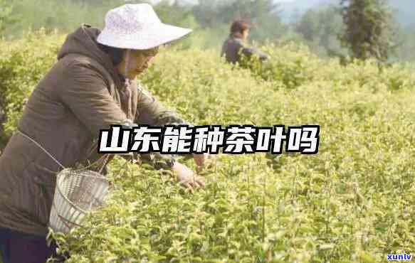 山东适不适合种茶叶-山东适不适合种茶叶树