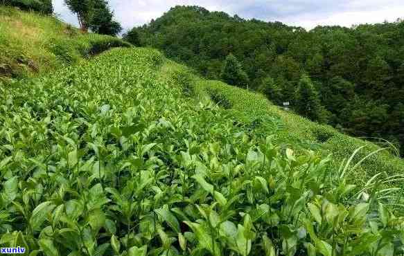 山东适不适合种茶叶-山东适不适合种茶叶树