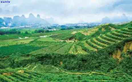 我国产量最多的茶叶-我国产量最多的茶叶是什么