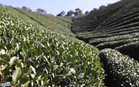 什么时候有新茶叶，期待已久！最新茶叶何时上市？