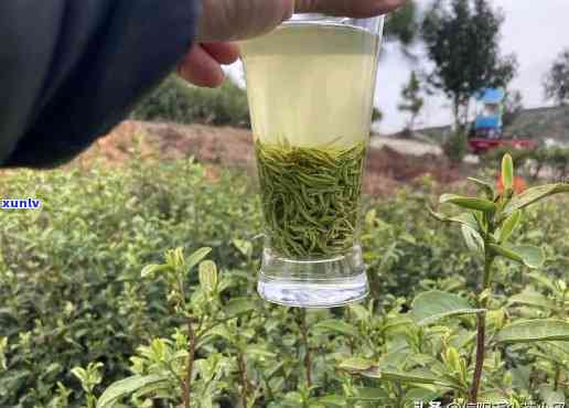 信阳光山有茶叶吗，探寻中国茶叶文化：信阳光山的茶产业