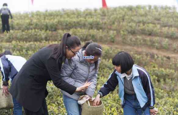 信阳光山茶园，探秘中国茶文化：信阳光山茶园之旅