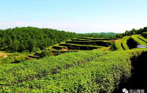 信阳光山有没有茶叶-信阳光山有没有茶叶场