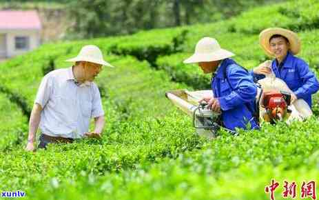 鑫鼎生物科技卖茶叶-鑫鼎生物科技卖茶叶怎么样