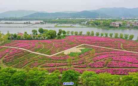 繁花似锦包装的茶叶有哪些品种、、价格及图片？一应俱全的礼盒茶叶推荐！