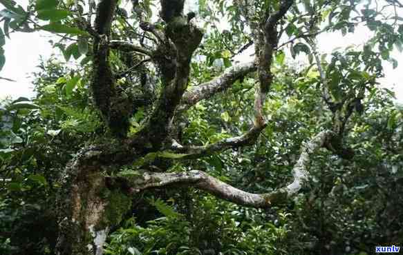 西双版纳南糯山茶叶骗局：普洱茶价格、古茶树、红茶功效与旅游体验全揭秘