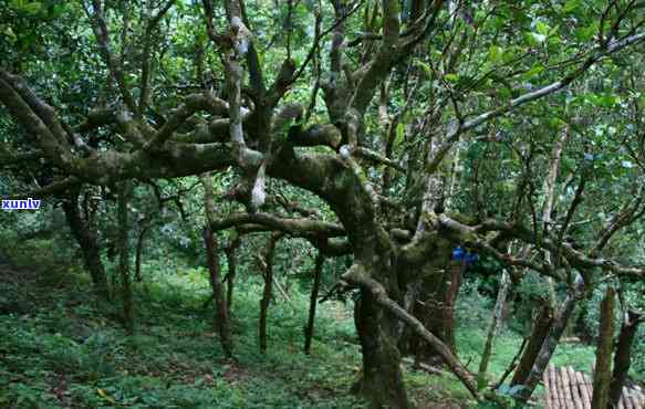 西双版纳南糯山茶叶骗局：普洱茶价格、古茶树、红茶功效与旅游体验全揭秘