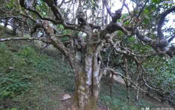 西双版纳南糯山茶叶骗局：普洱茶价格、古茶树、红茶功效与旅游体验全揭秘