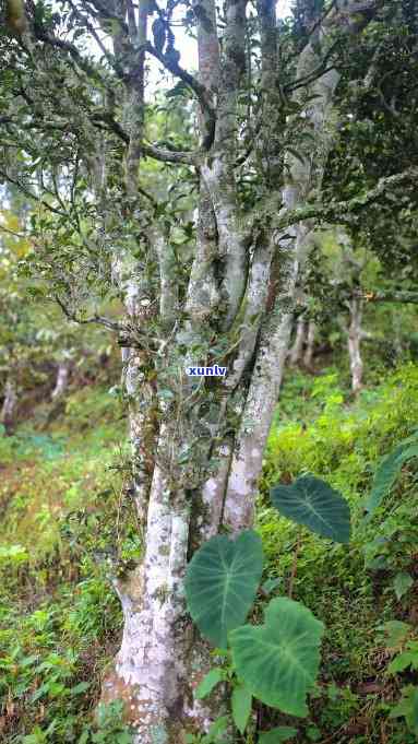 西双版纳南糯山茶叶骗局：普洱茶价格、古茶树、红茶功效与旅游体验全揭秘